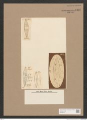 Diatomeae indet. Zeichnungen Sammlung Grunow Nr. 1435 (NHMW-BOT-W0368416)
